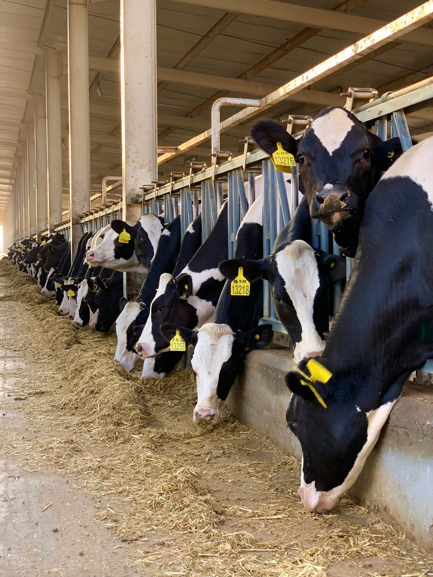 Tips for managing dairy farm manure