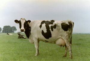 An easy way to speed up manure decomposition