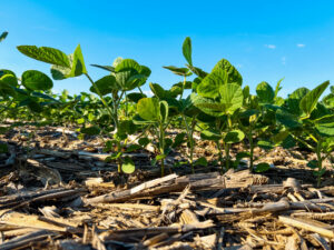 post-harvest residue management for better spring results