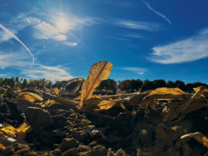 Why there's more residue than ever in our fields -- and what to do about it