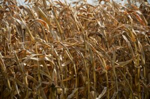 Is your operation no-till? Make sure you read this first.